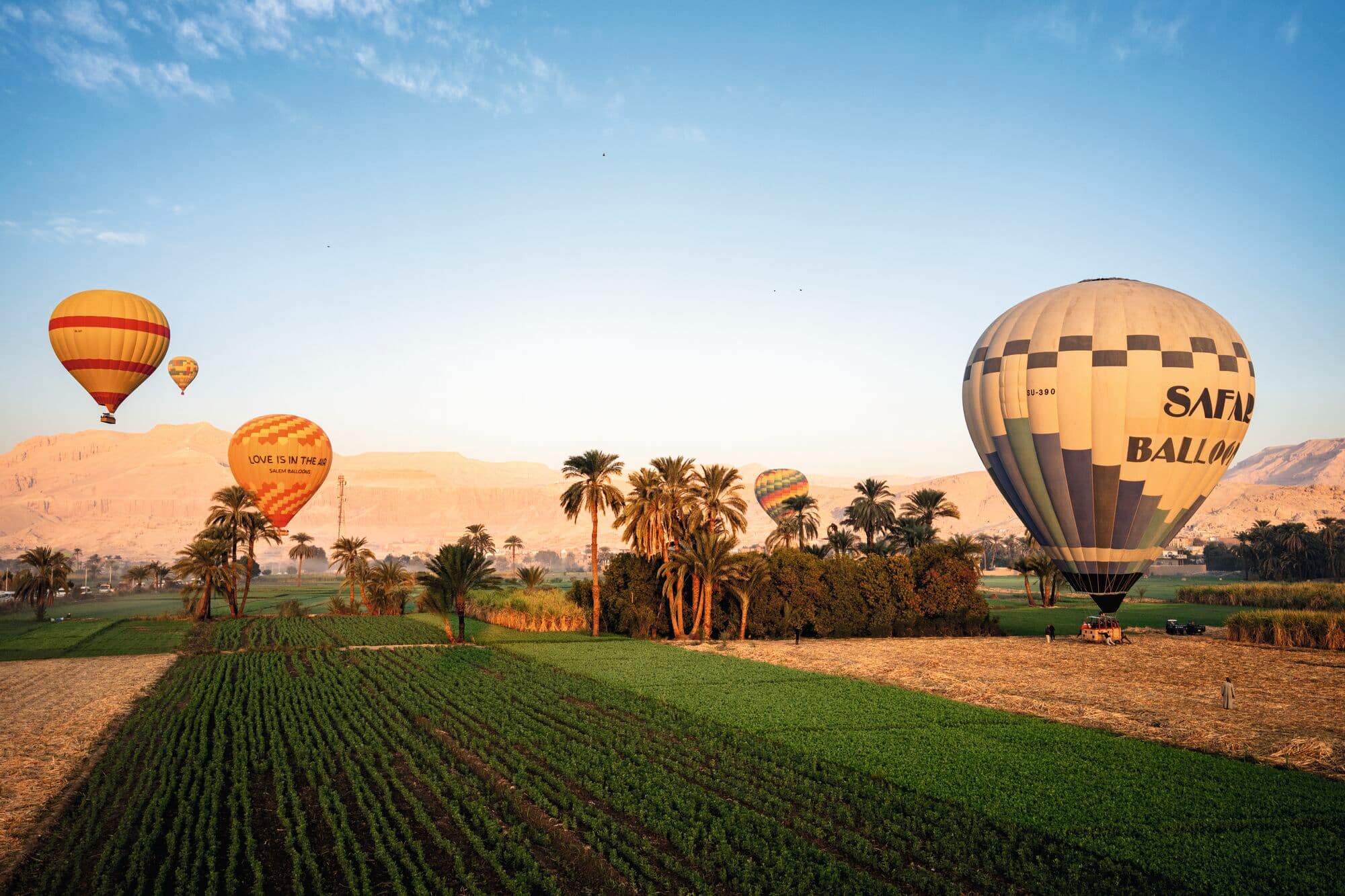 Several colourful hot air balloons floating above green agricultural fields and palm trees.