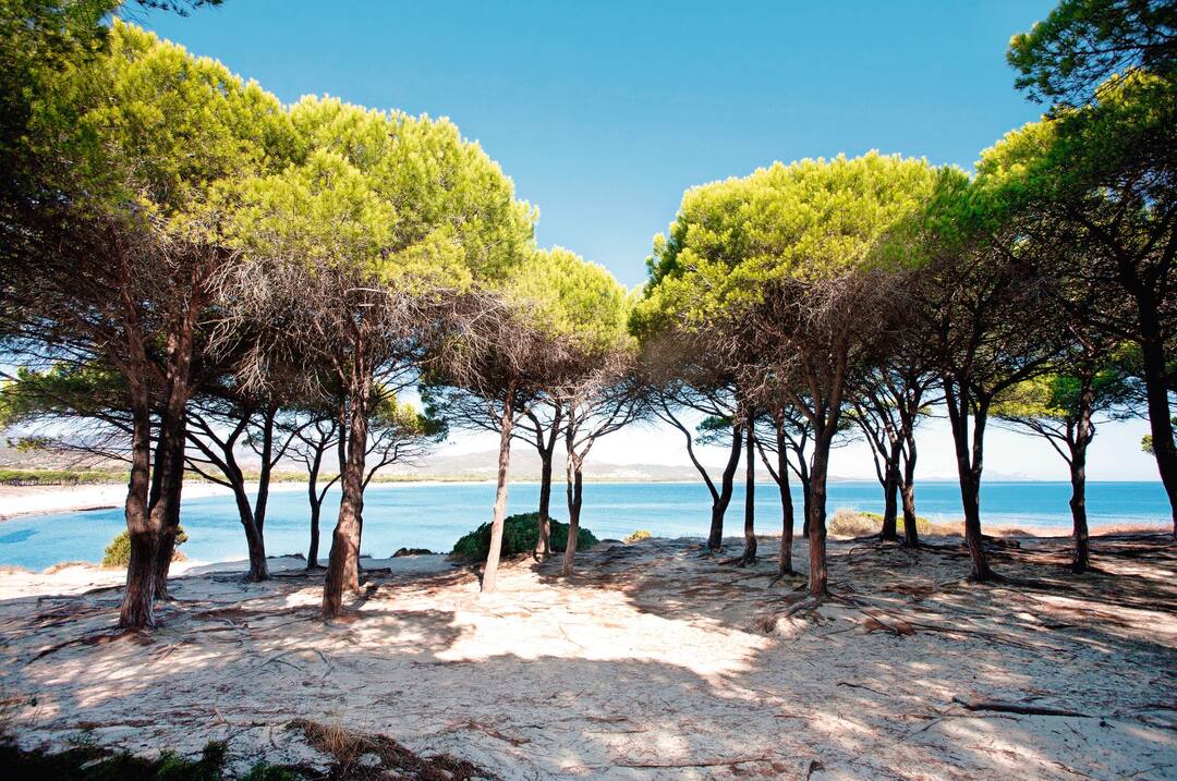 Pines on Budoni beach