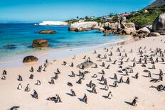 Boulders Beach, Cape Town