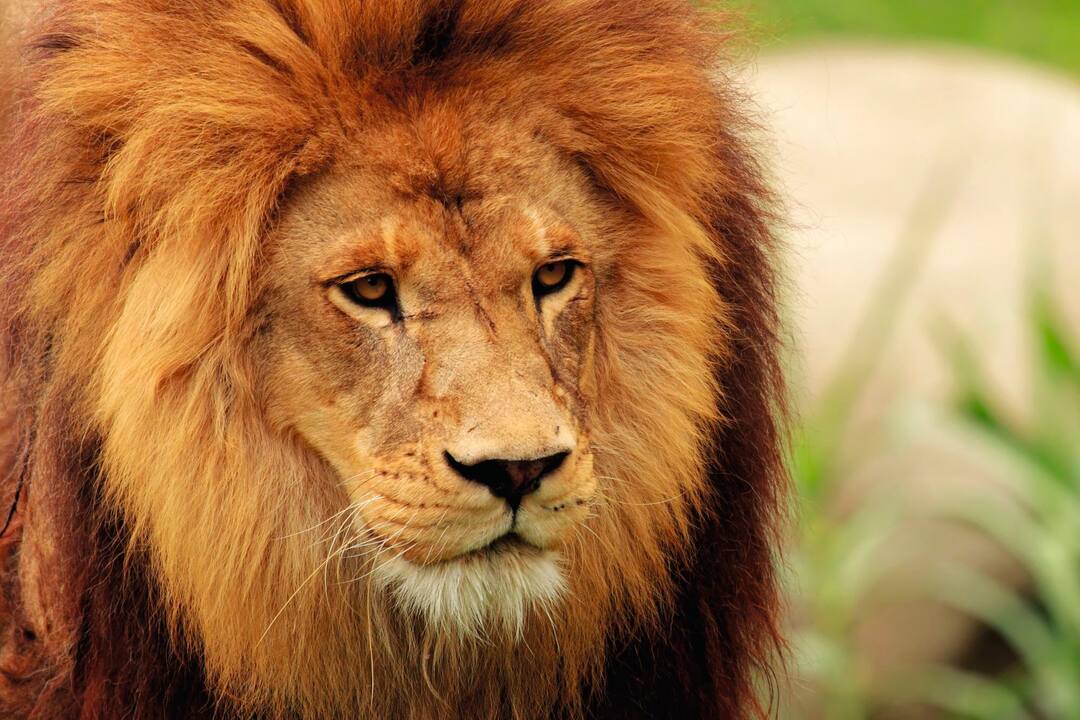 Tsavo East National Park, Kenya