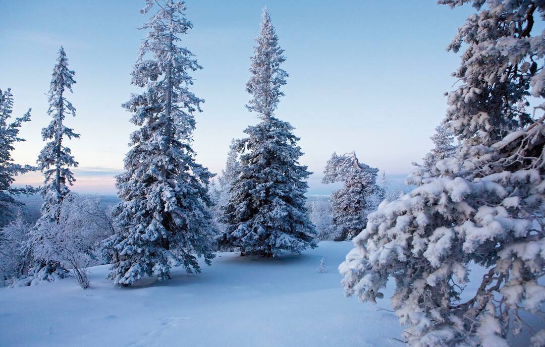 Pallas National Park, Lapland