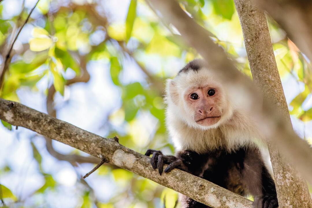 Costa Rican wildlife