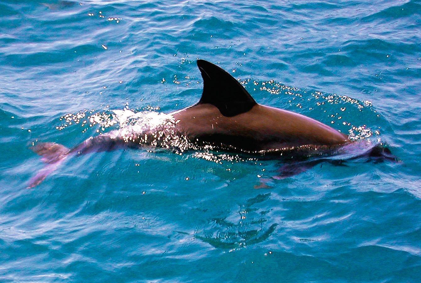 Watamu Marine National Park, Kenya