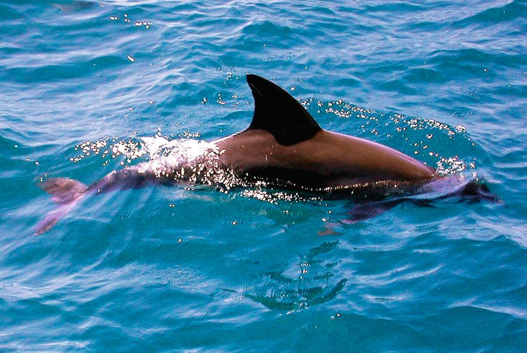 Watamu Marine National Park, Kenya