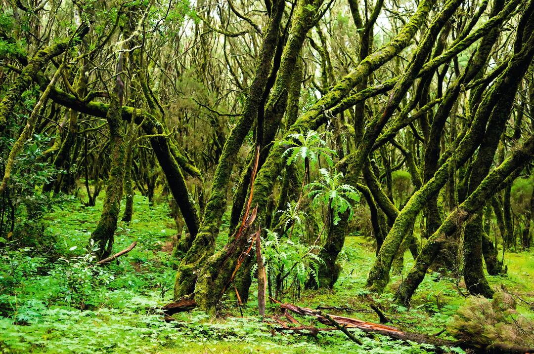 Garajonay National Park, La Gomera