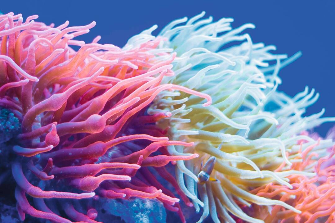 Coral gardens