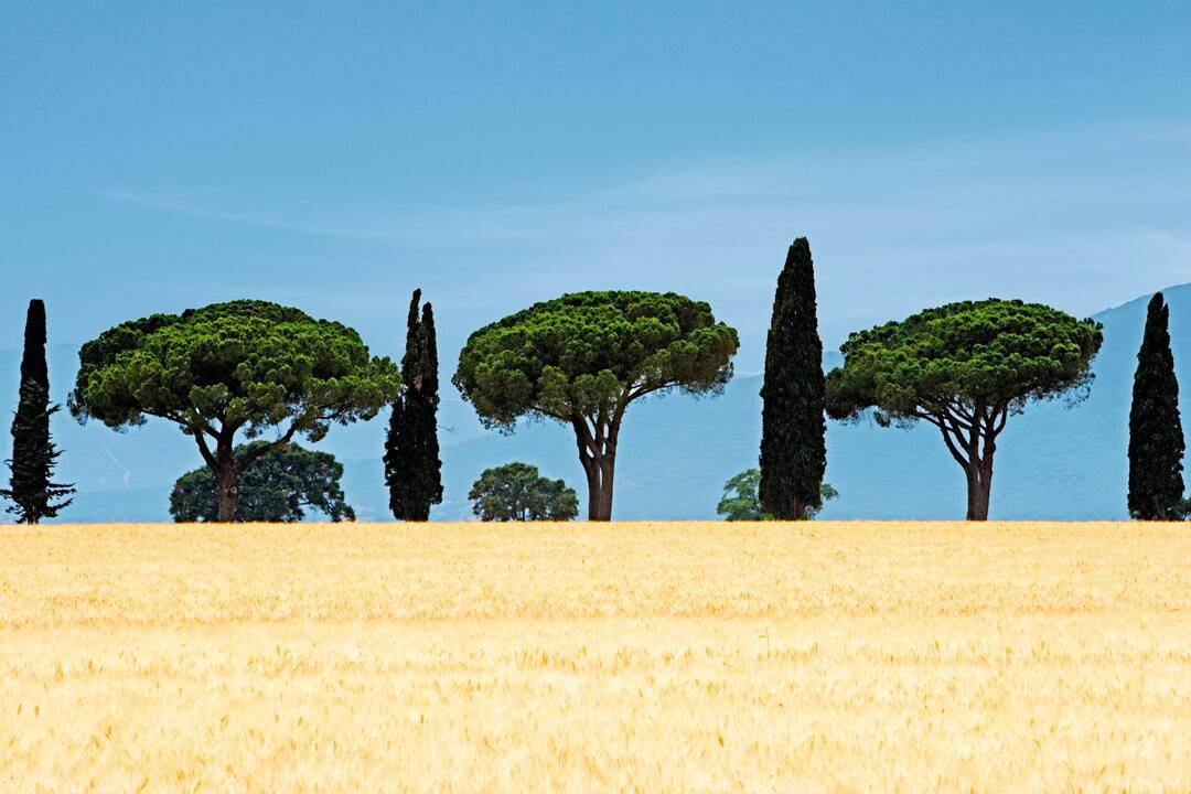 Cypress trees, Tuscany