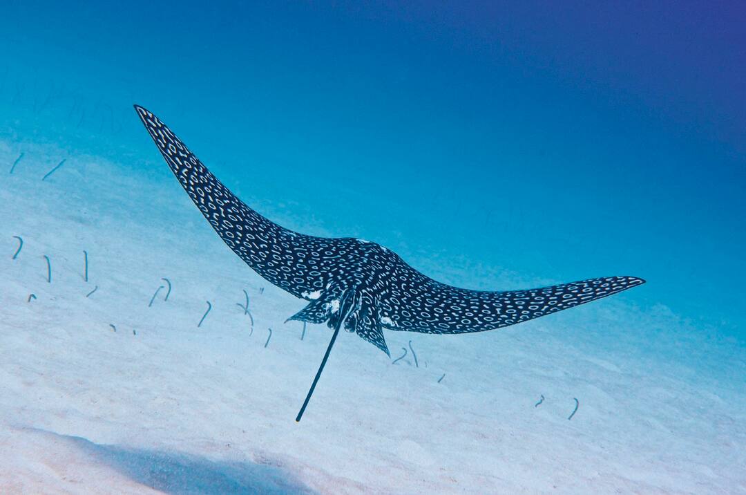 Eagle Ray