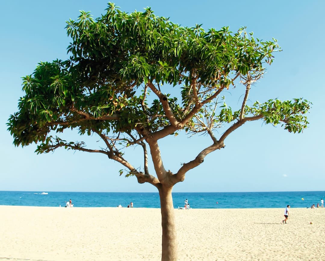 Malgrat de Mar, Costa Brava, Spain