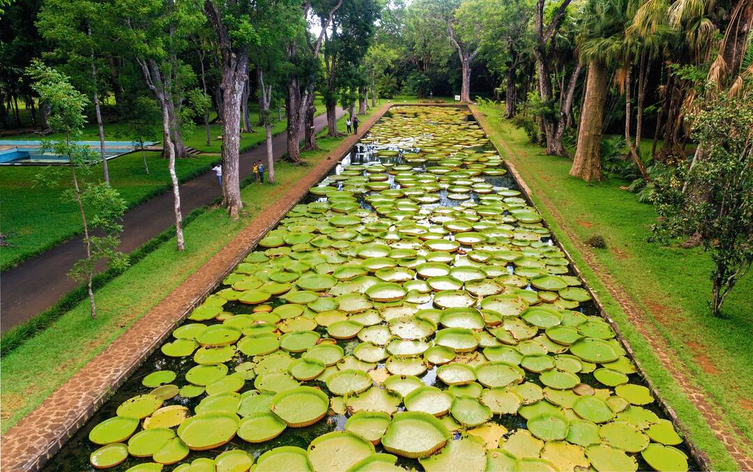 Sir Seewoosagur Ramgoolam Botanic Garden