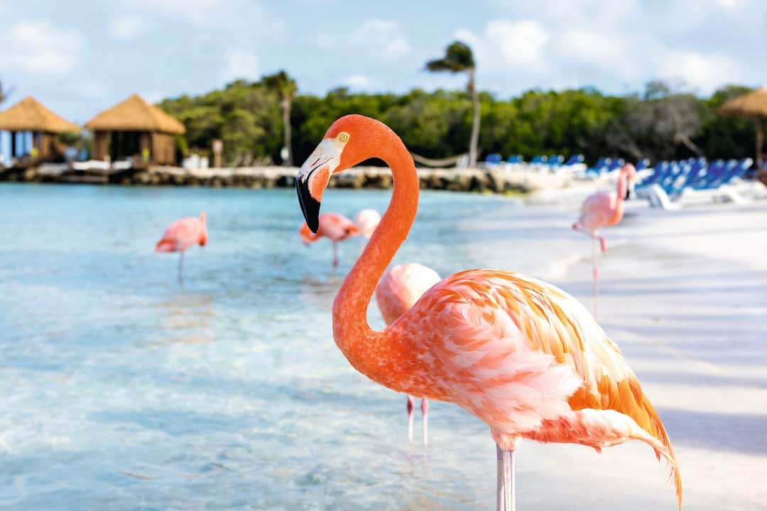 Aruba