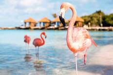 Flamingo Beach on Renaissance Island