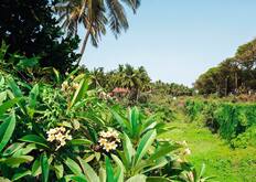 Candolim Beach, Goa