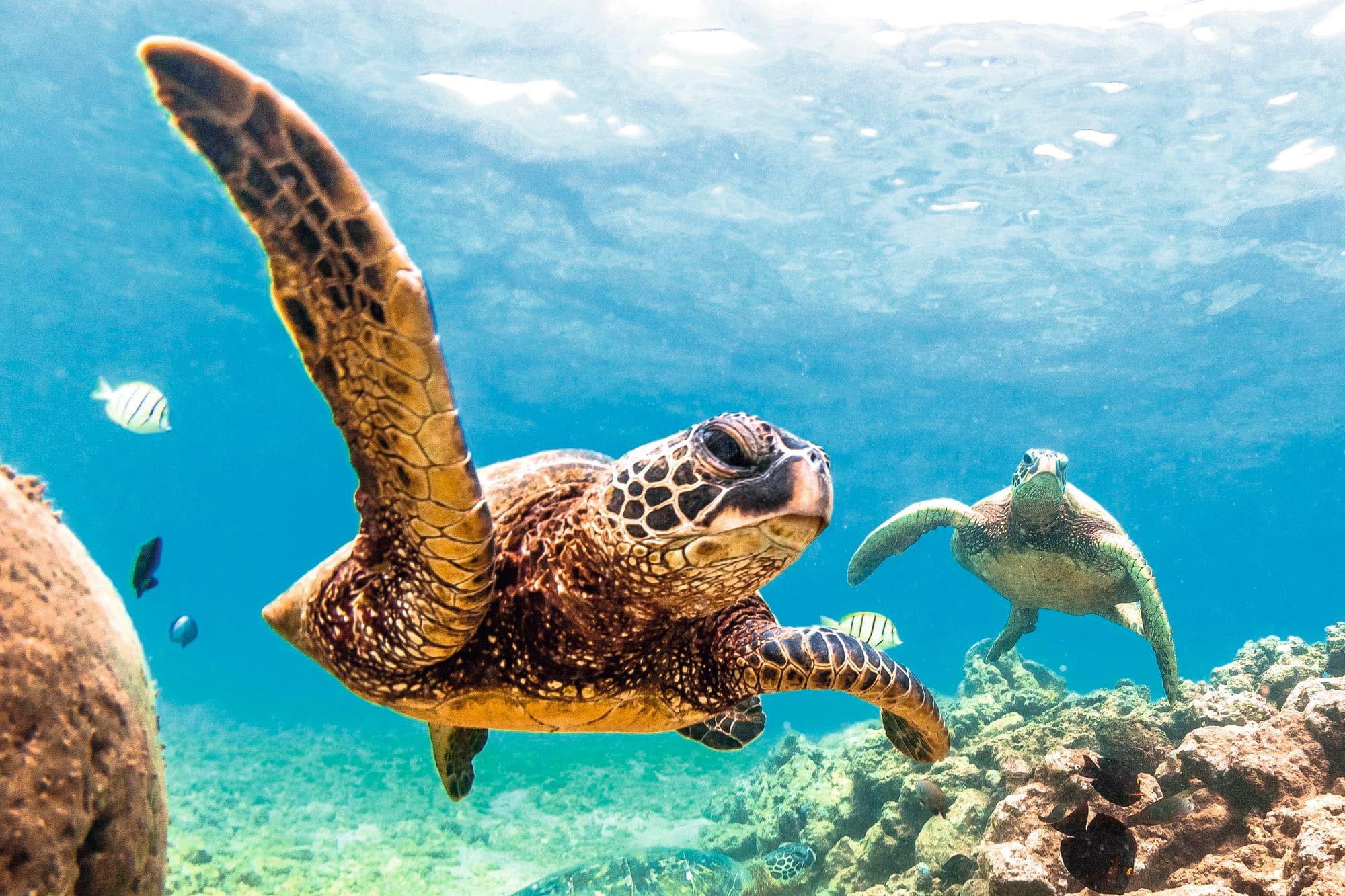 Underwater shot of turtles.