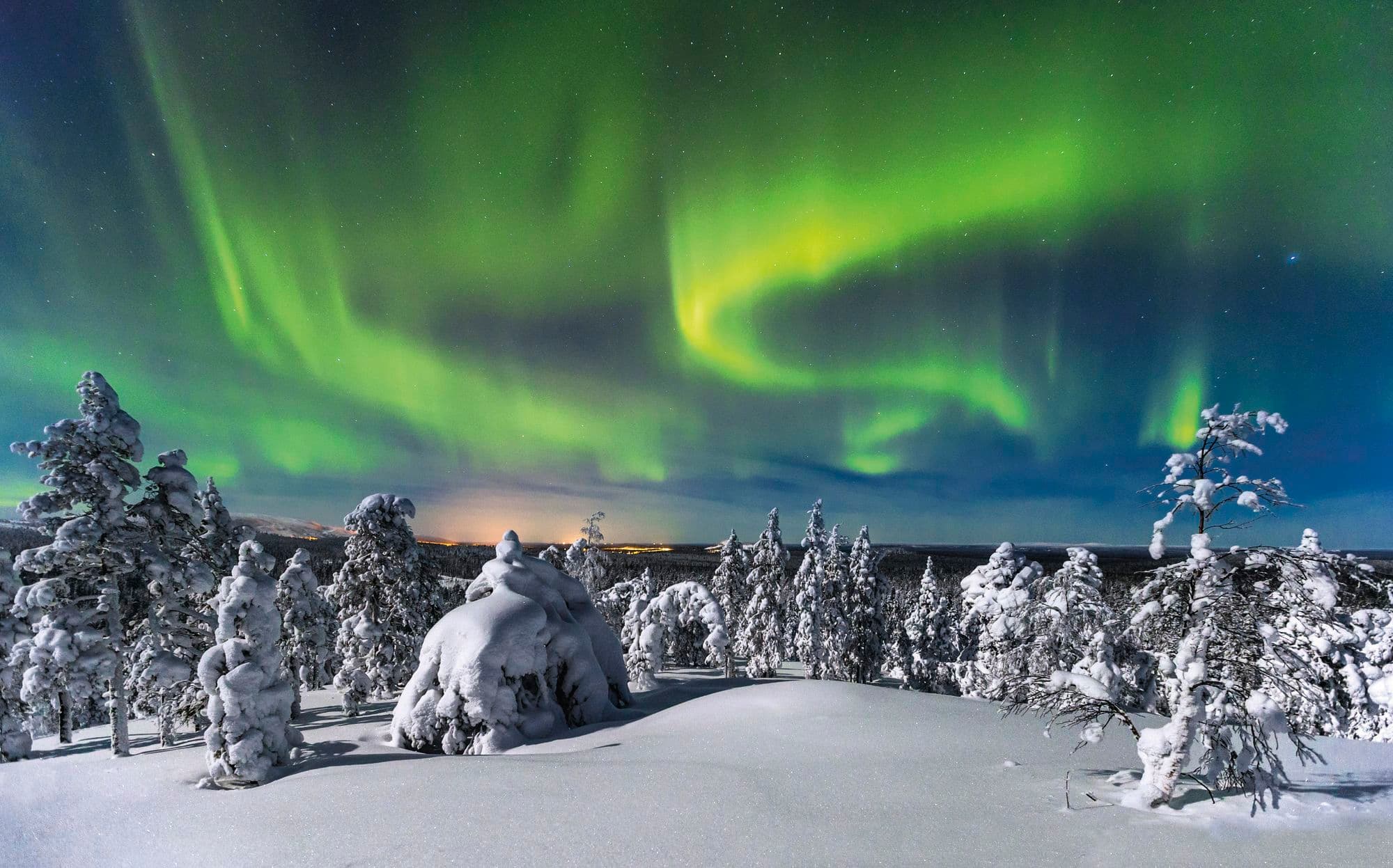 Green northern lights showing above snowy trees. 