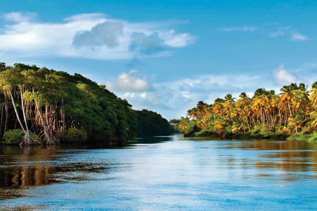 Mangroves, Tobago