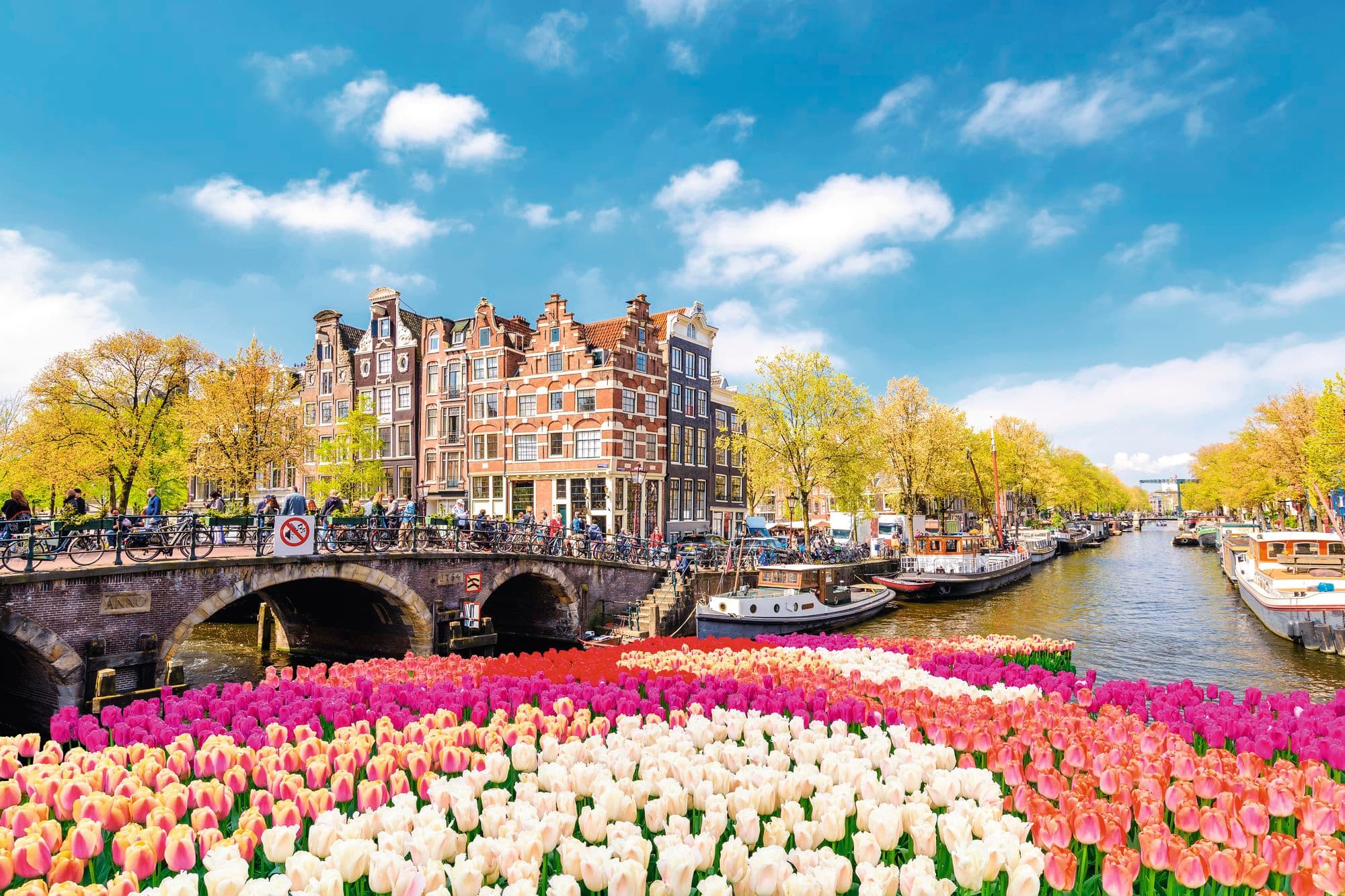 Tulips along the canals of Amsterdam.
