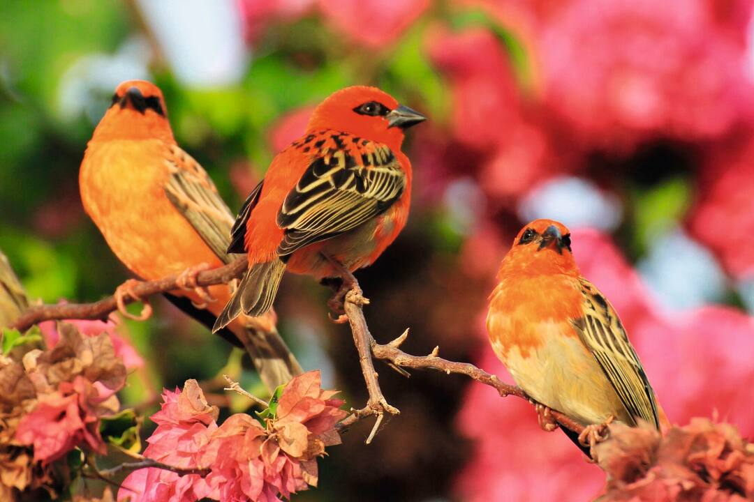 Kardinals - Mahe Island, Seychelles