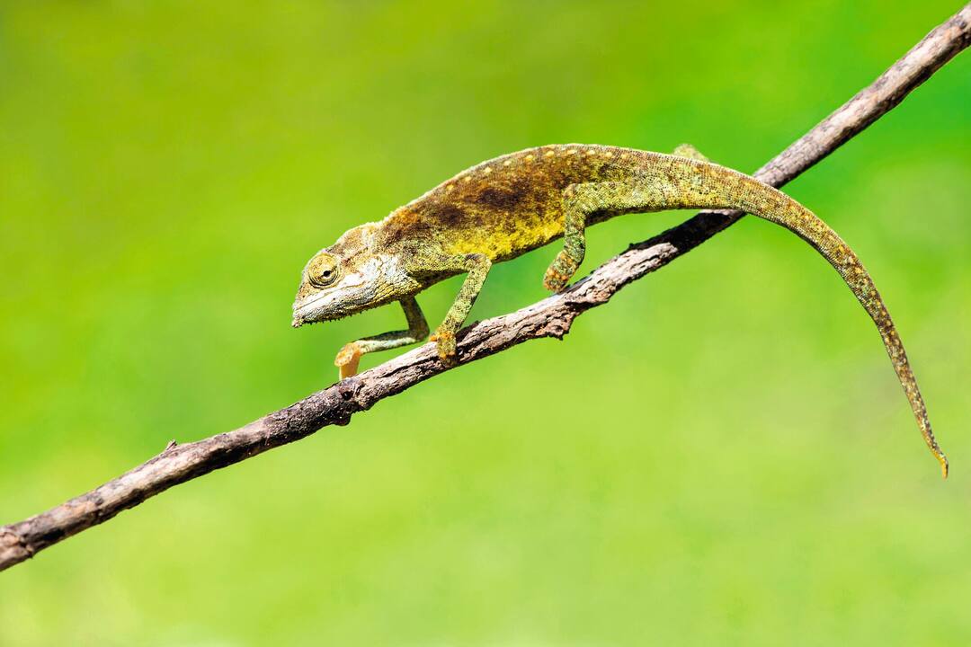 Chameleon - Mahe Island, Seychelles