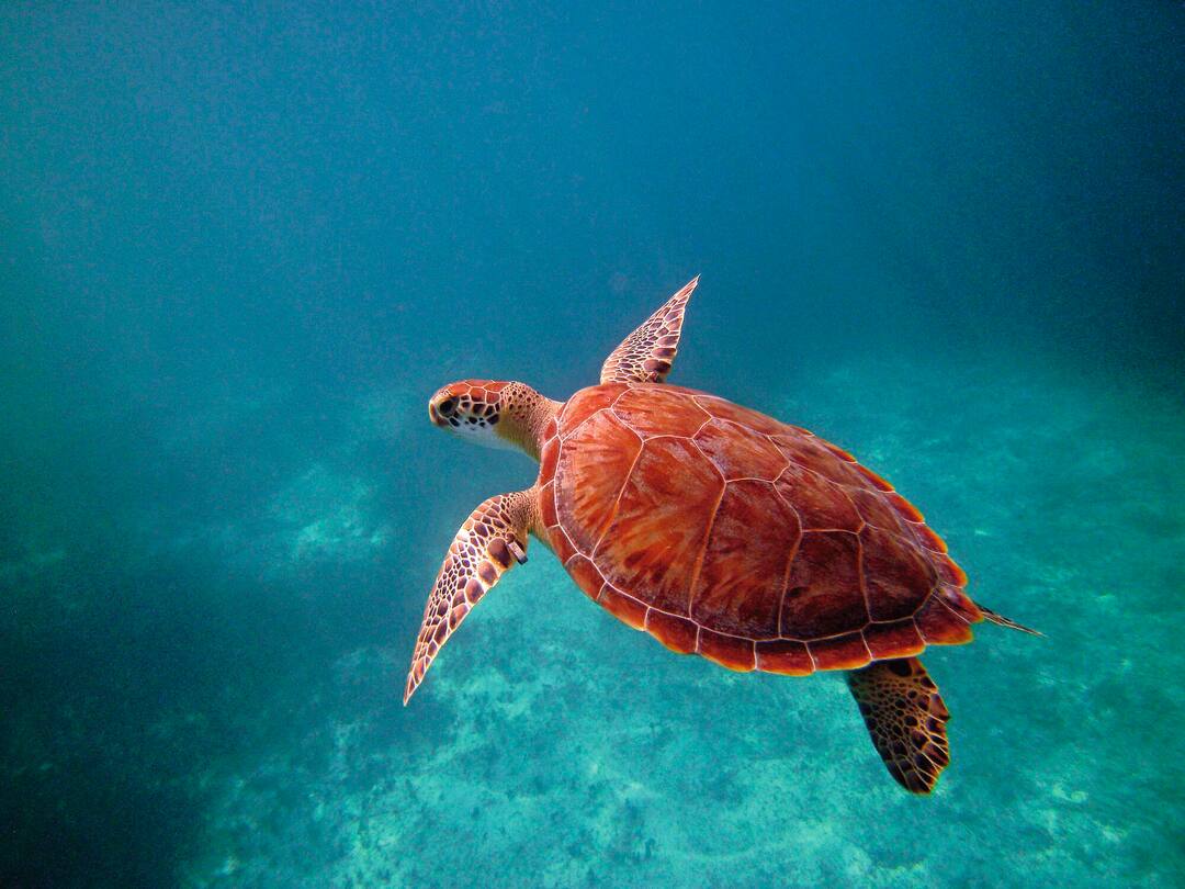 Turtle - Image used for illustrative purposes only
