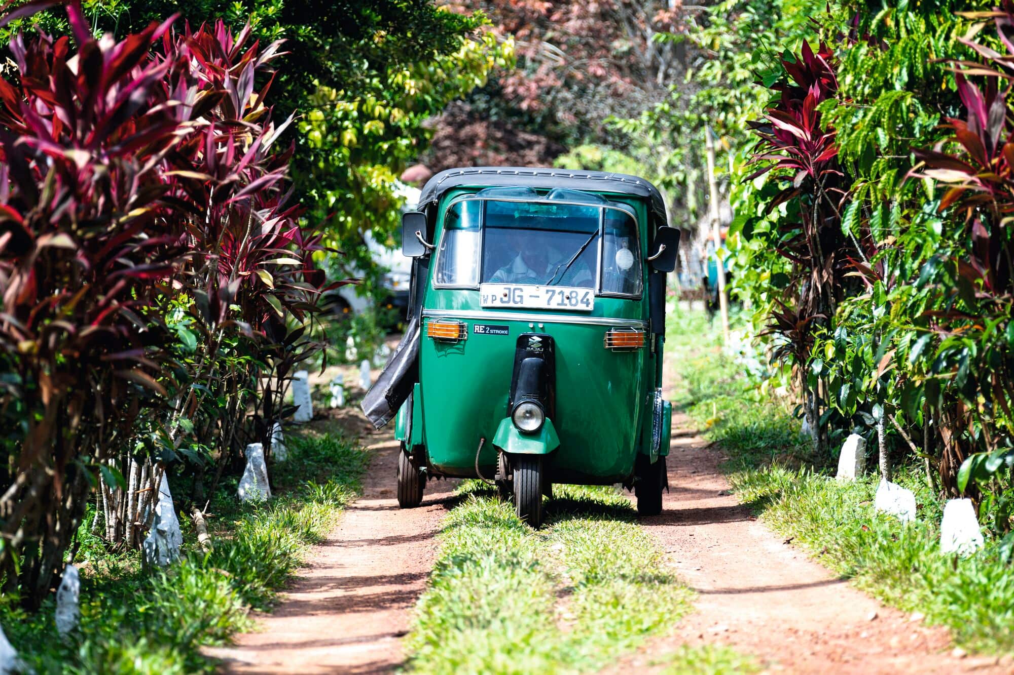 A tuk-tuk driving on a small country road surrounded by green and red plants.