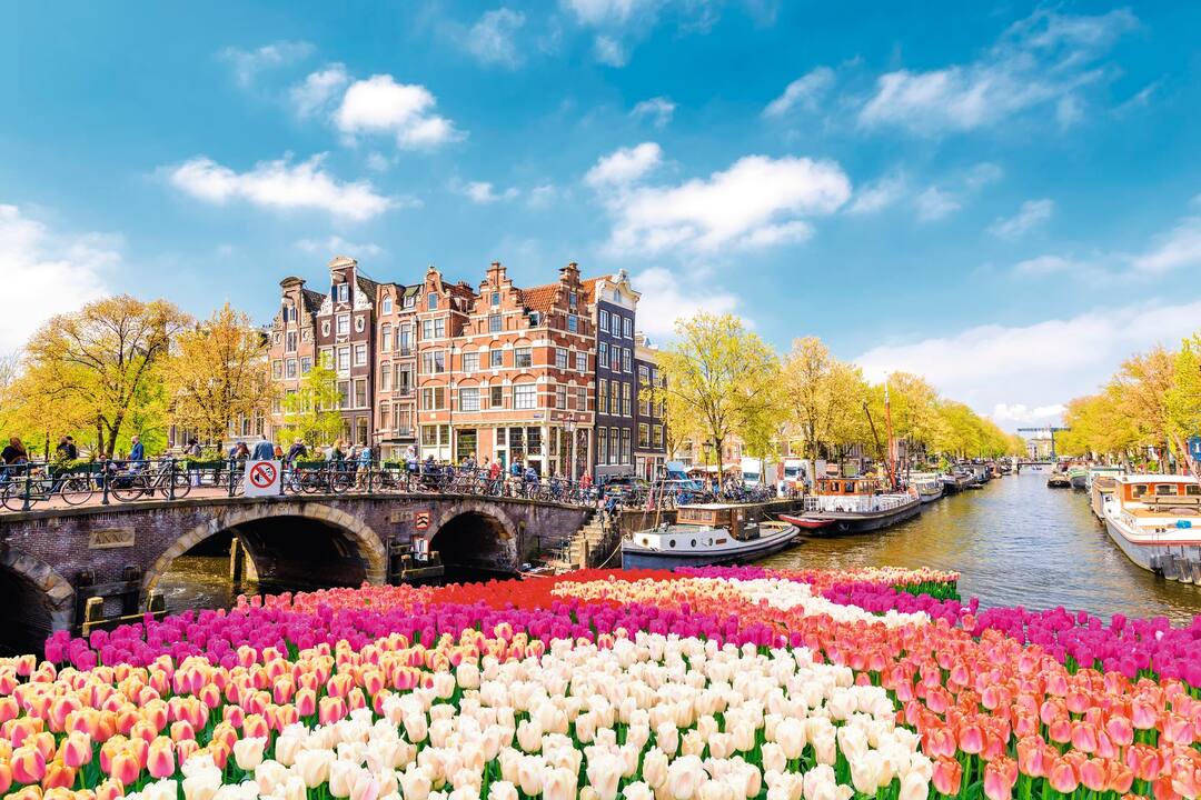 Bridge over the canal with tulips, Amsterdam Netherlands