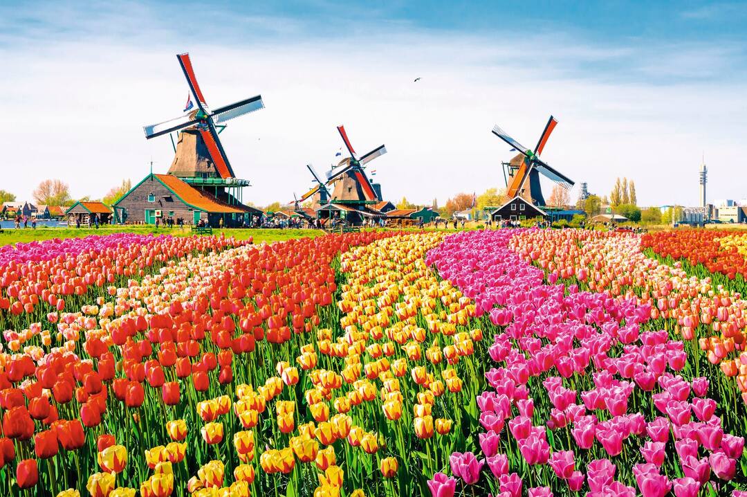 Tulips and windmills, Zaanse Schans, Netherlands