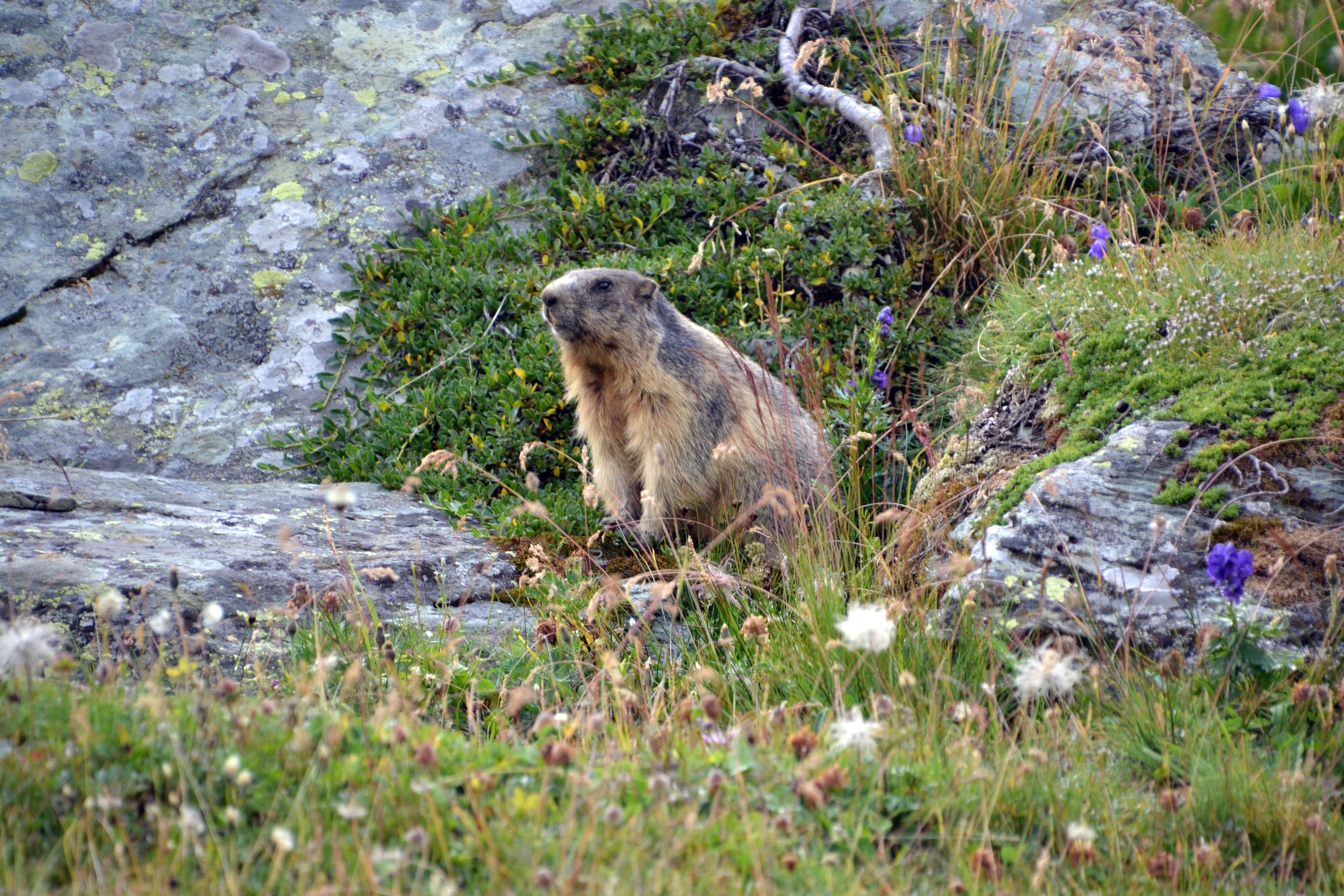 A marmot surrounded by grass and rocks. 