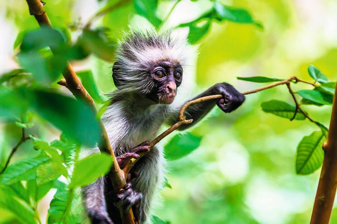 Red Colobus monkey, Zanzibar
