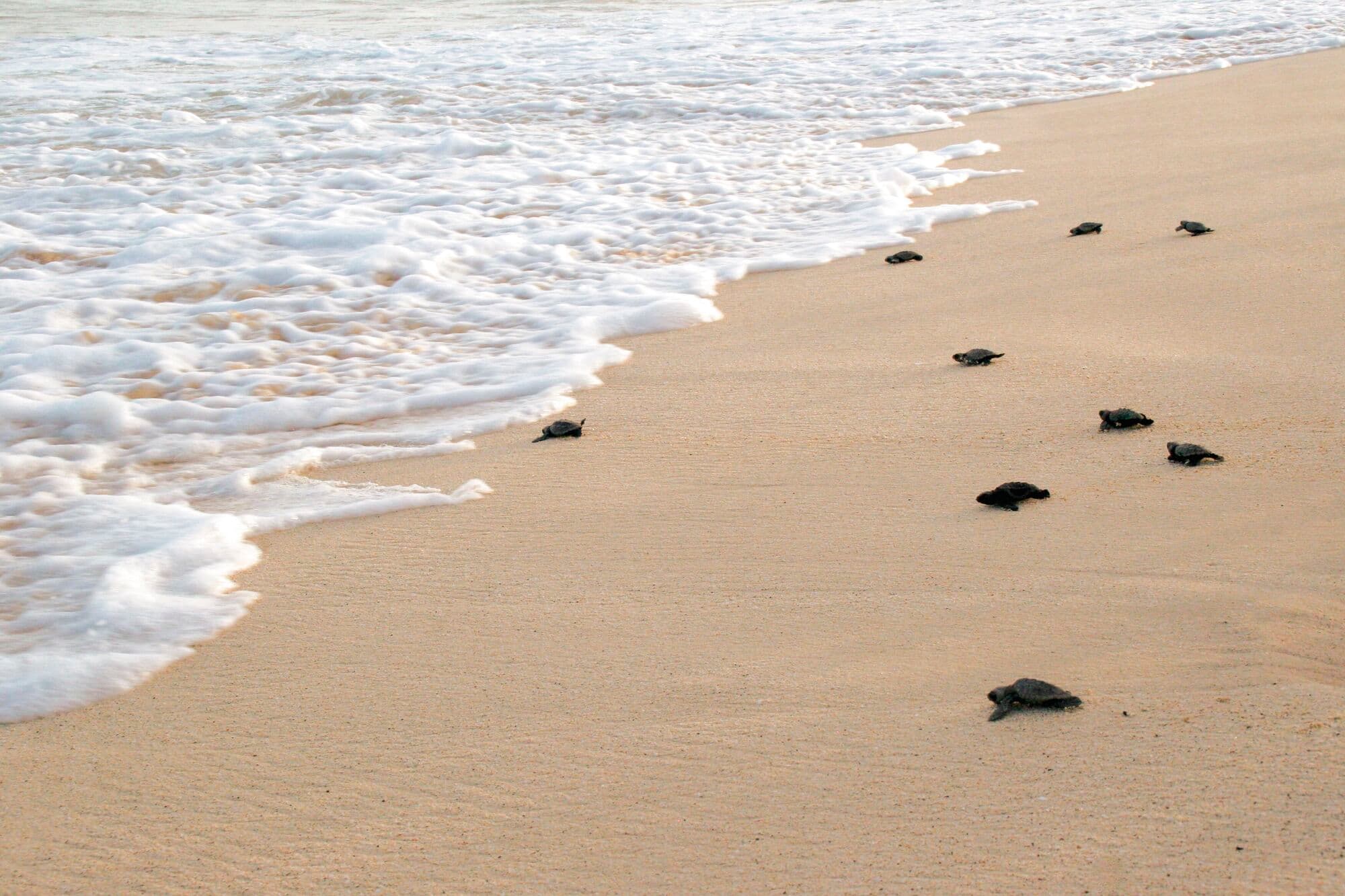 Baby sea turtles crossing a sandy beach towards the sea.