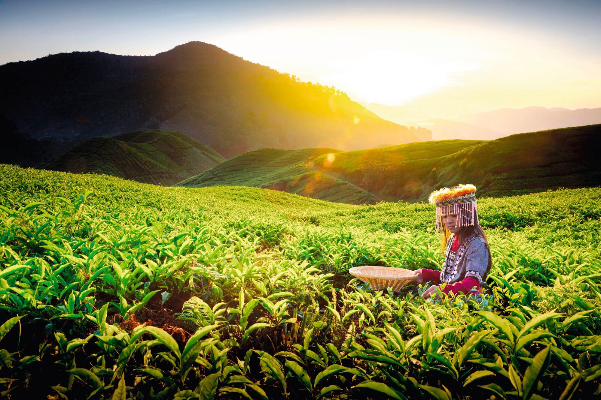 A person picking tea leaves at Cameron Highlands in Malaysia.