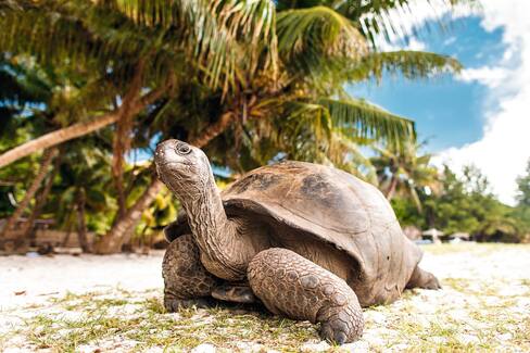 Curieuse, Seychelles