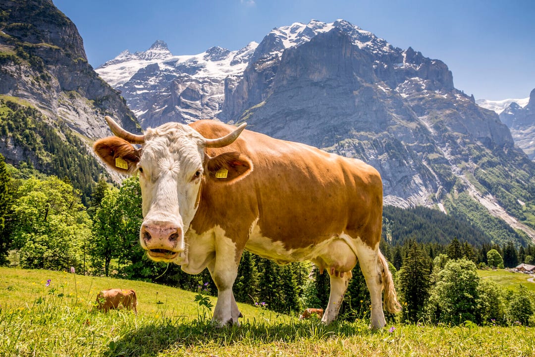 © Switzerland Tourism / David Birri