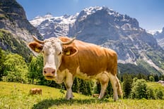 © Switzerland Tourism / David Birri