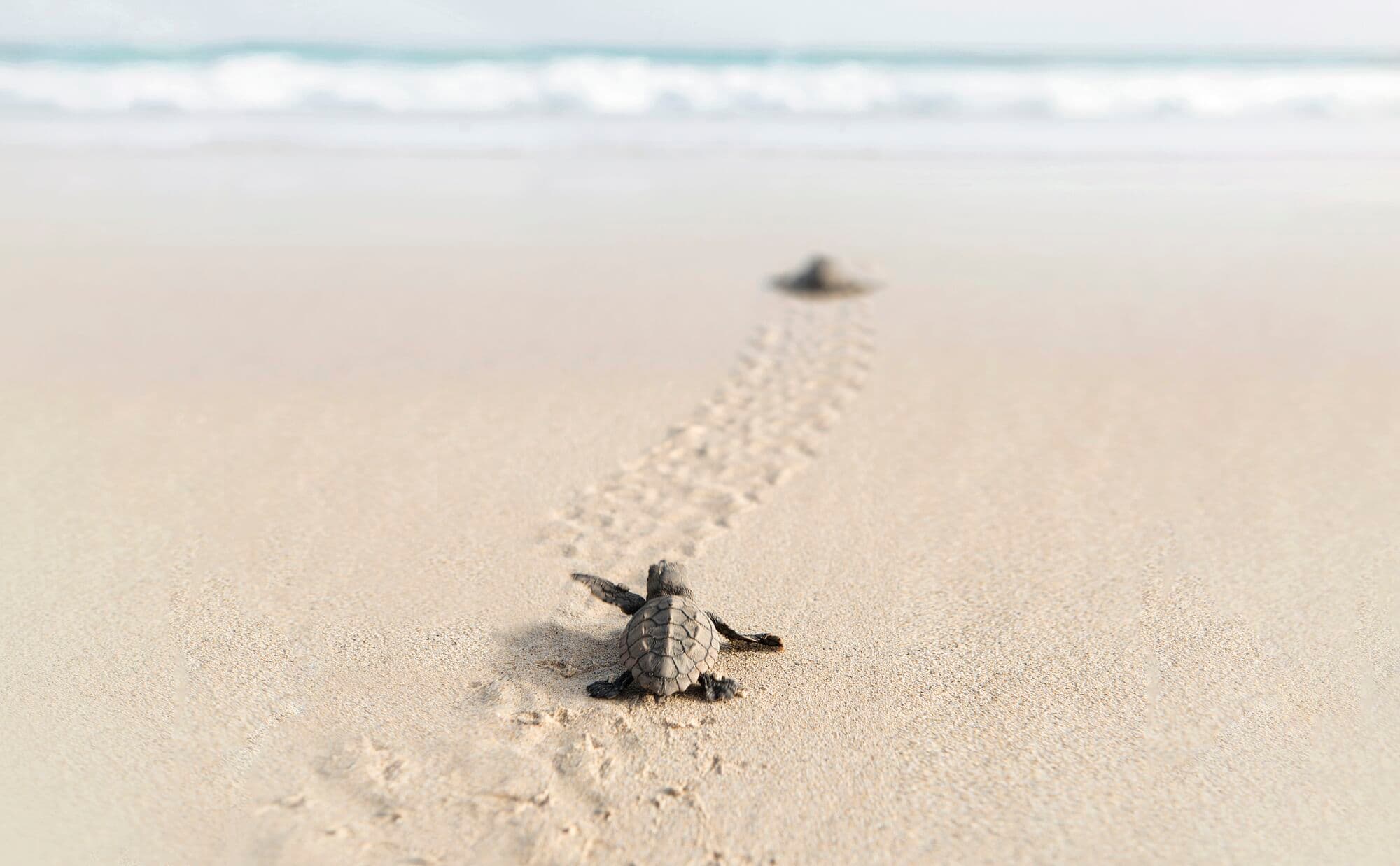 Turtle making its way towards the sea.