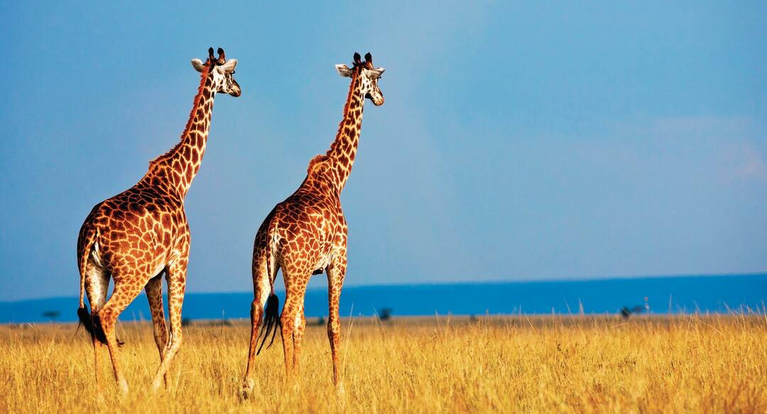 Giraffe's. Kenya