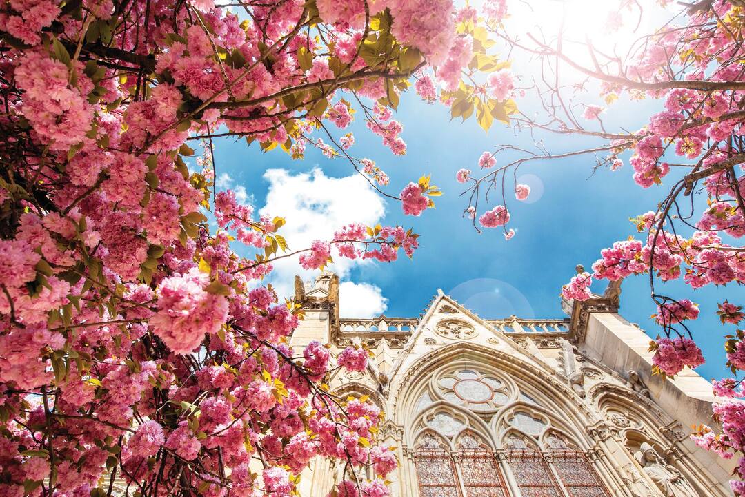 Spring in Paris, Notre Dame in the flowers of blooming cherries