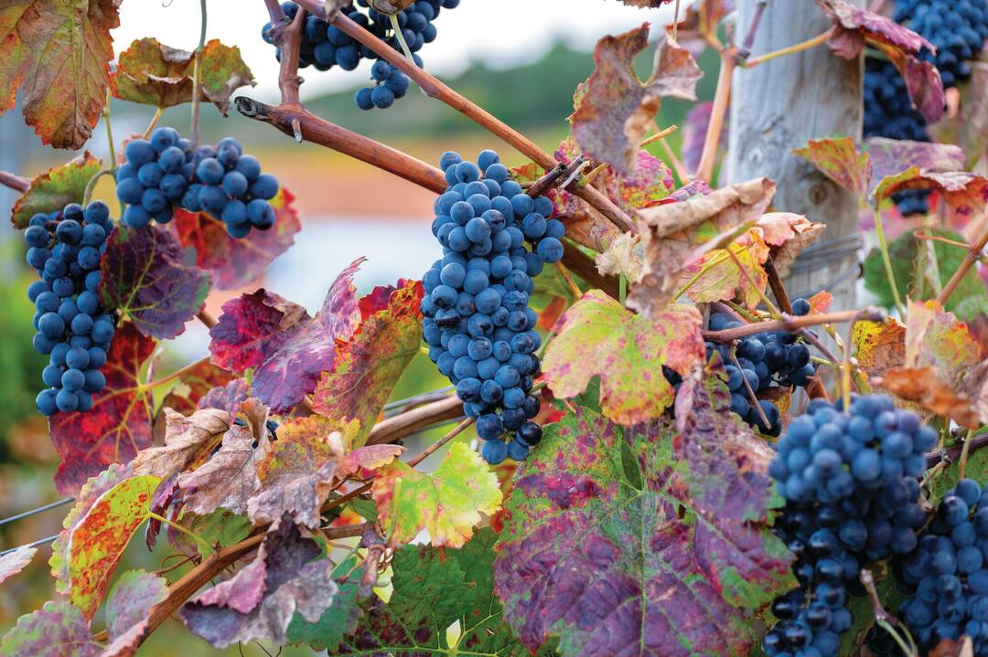 Ripe black grapes, vineyard at Douro Valley, Portugal