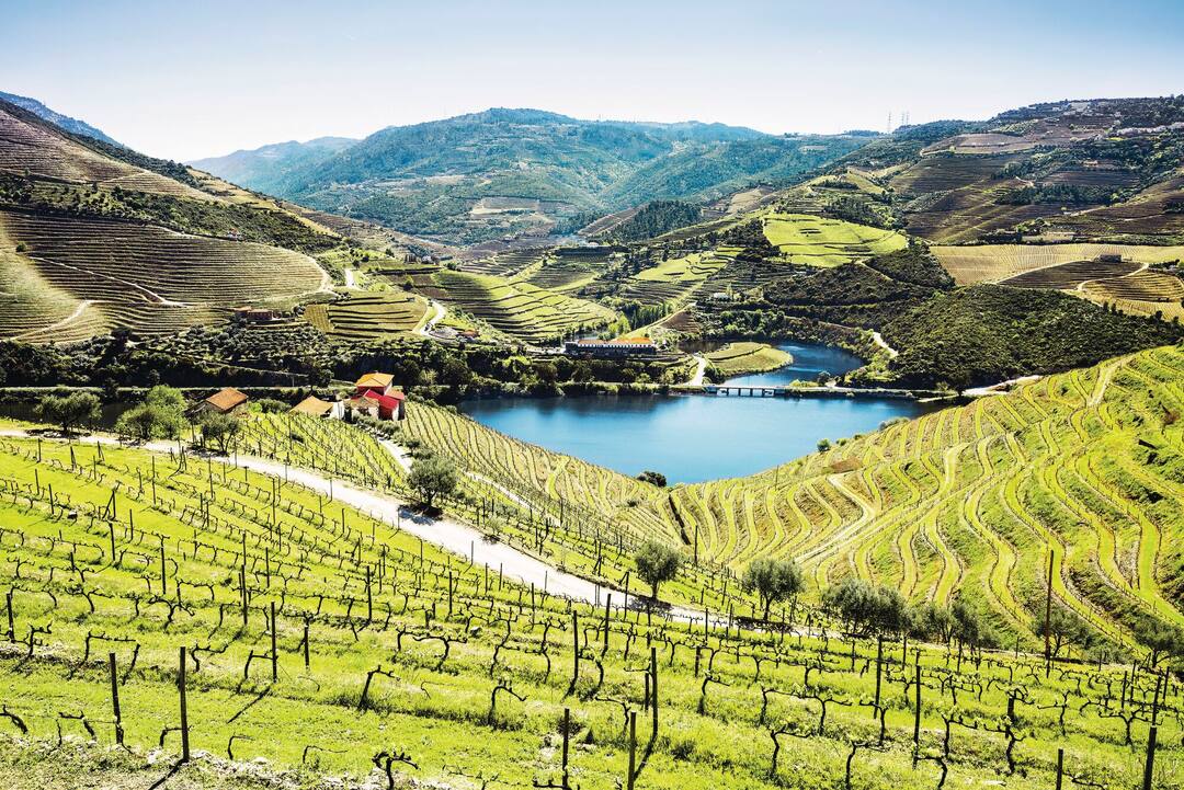 Douro Valley vineyards
