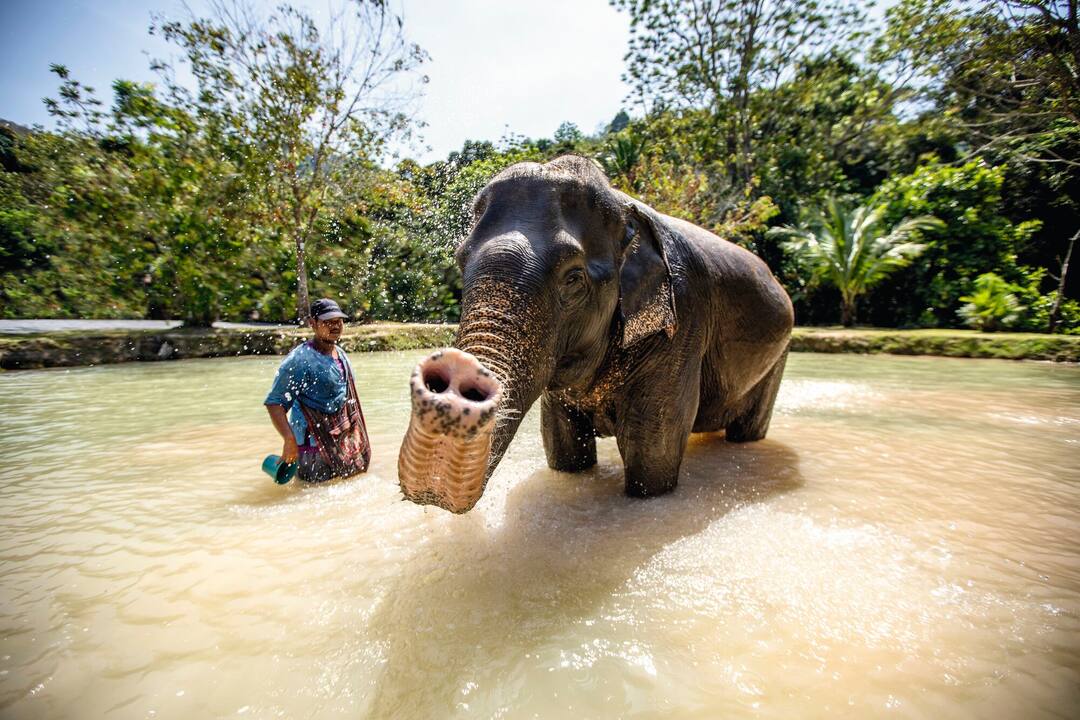 Elephant Sanctuary, Thailand