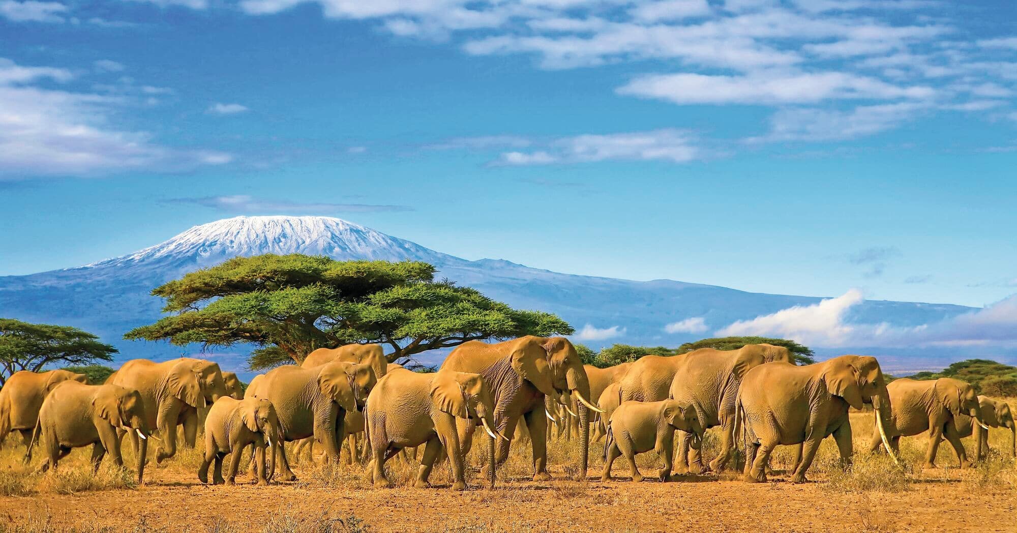 An Elephant herd walking past Mount Kilimanjaro.