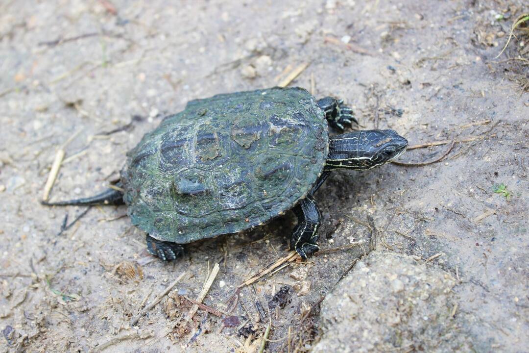 Mavrobara turtle lake, Nea Skioni, Greece