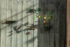 Street decoration with apricot branches and fruit, annual apricot fair, Porreres, Majorca