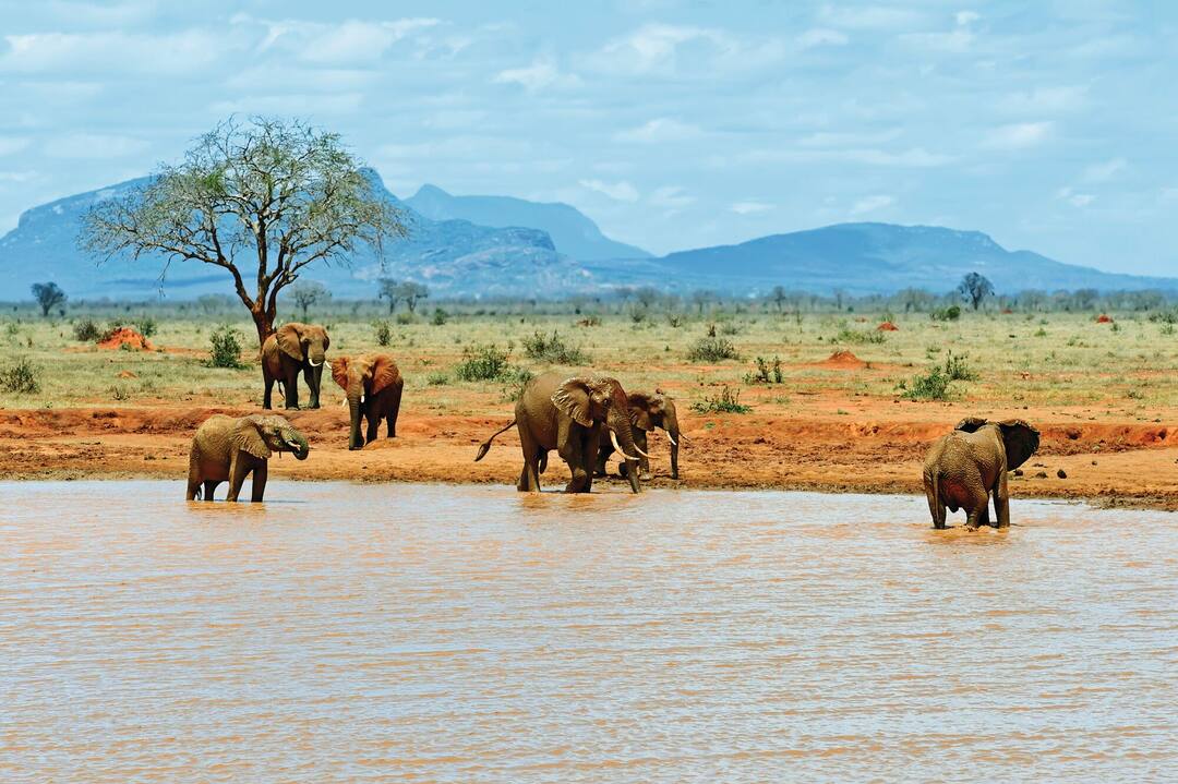 Elephants Tsavo East National Park in Kenya