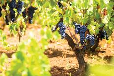 Primitivo wine grapes