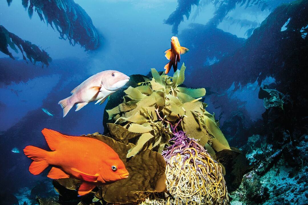 Isla Catalina, Dominican Republic