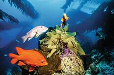 Isla Catalina, Dominican Republic