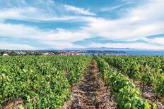 Vineyard, Zadar