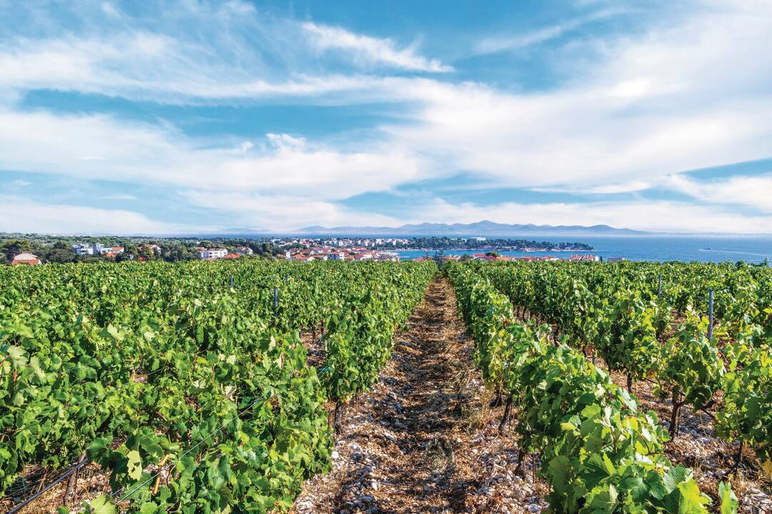 Vineyard, Zadar
