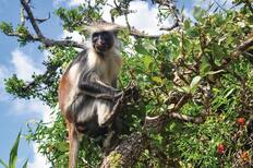 Jozani Forest National Park, Tanzania